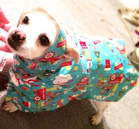 Chihuahua dog wrapped as a present