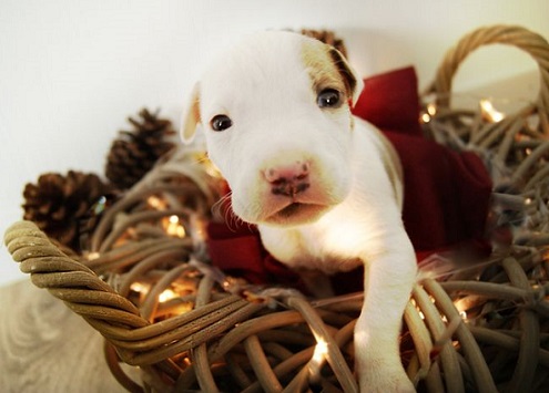 White pitbull puppy