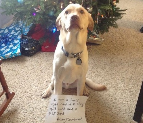Christmas dog shaming