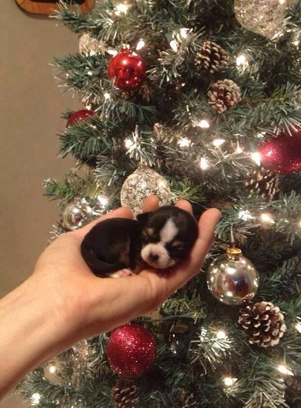 Tiny puppy by tree