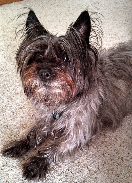 Lucy the cairn terrier Yorkie mix