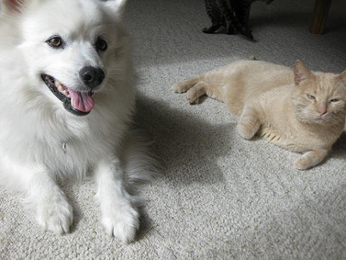 Eske dog and cat together