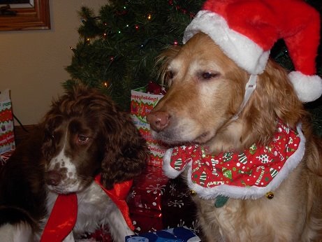 Spring and golden dressed up for Christmas