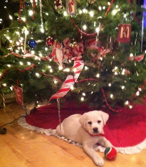 Lab puppy by the tree