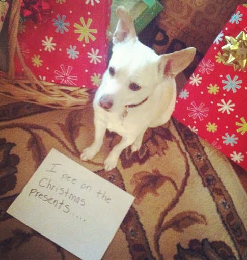 Christmas dog shaming photos