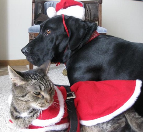 Cat and dog dressed up for xmas