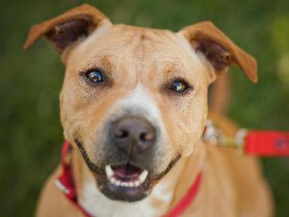 Honey is up for adoption through the RSPCA