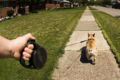 Flexi retractable dog leash