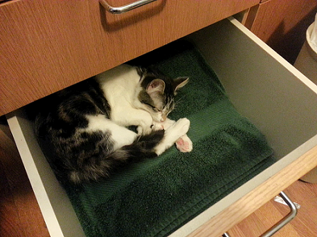 Lazy cat in a drawer
