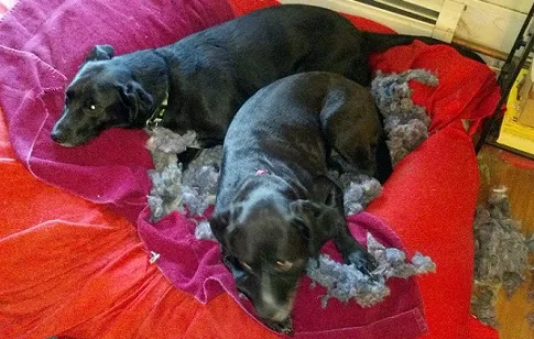 Dogs ripped up bed to make a nest