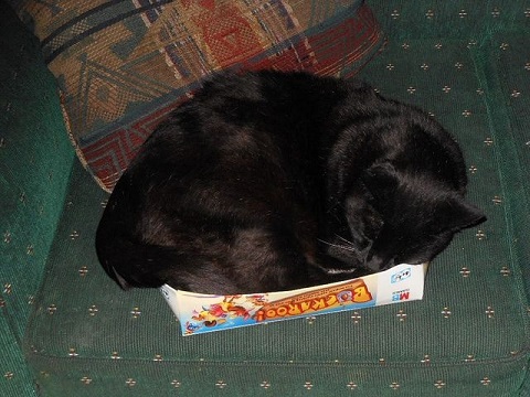 Black cat overflowing a box