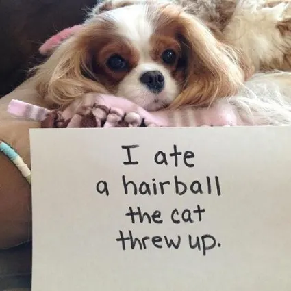 Brown and white Cavalier King Charles spaniel eats cat's hairball