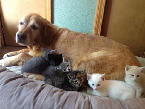Golden plays mama to kittens