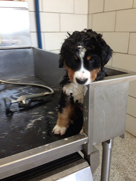 Berner puppy gets a bath