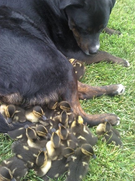 Rottweiler cuddles with ducklings