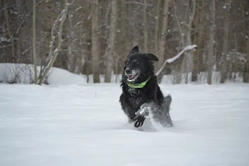 Dog jumps through snow