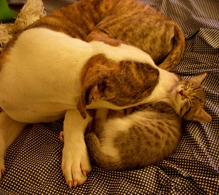 Pittie and kitty snuggle