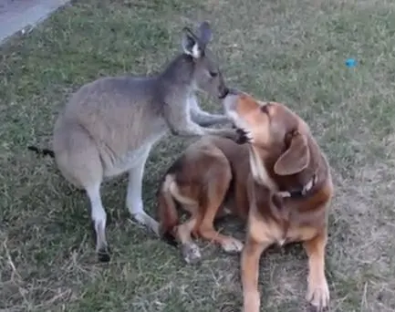 Hound mix friends with kangaroo