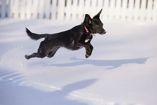 Small black dog in the snow
