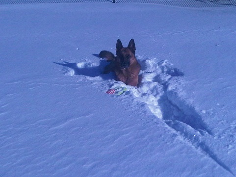 Shepherd in the snow