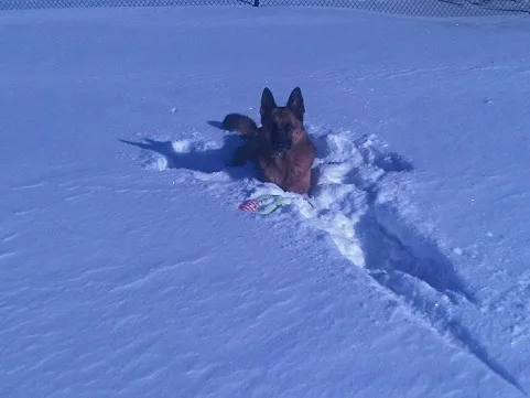 Shepherd in the snow