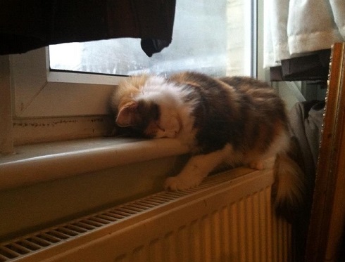 Kitty napping in the window radiator