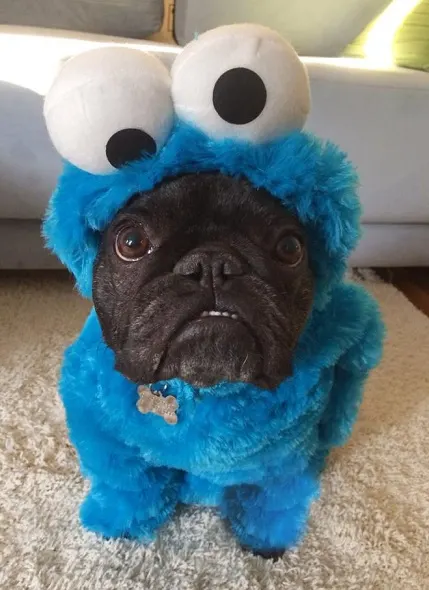 Pug in a cookie monster costume