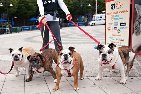 Four English bulldogs together