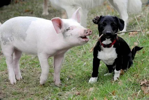 Pink pig and black puppy