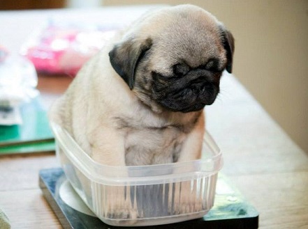 Pug puppy stuck in container