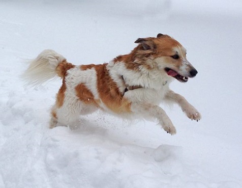Linus the Sheltie mix in the snow