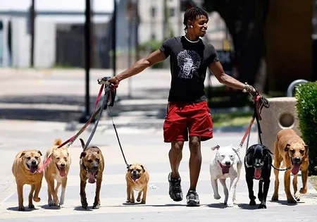 Walking 7 dogs at once