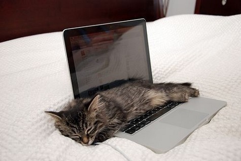 Kitten sleeps across laptop
