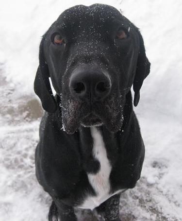 Black Lab mix in the snow