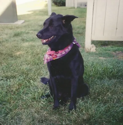 Black mixed breed dog with pink bandana