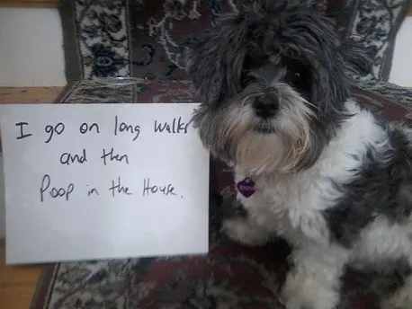 Dog poops in the house dog shaming