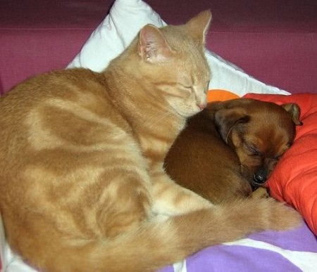 Cat spooning a puppy