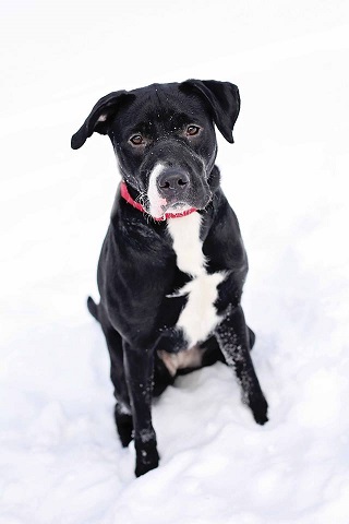 Black Lab/pitbull mix for adoption Fargo