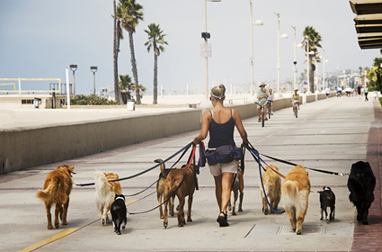 Dog walker with 10 dogs