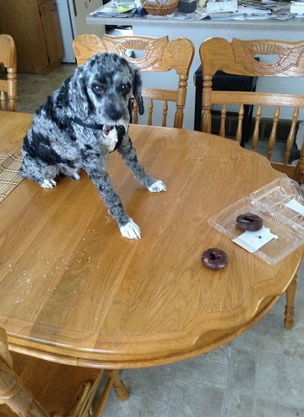 Dog ate the donuts