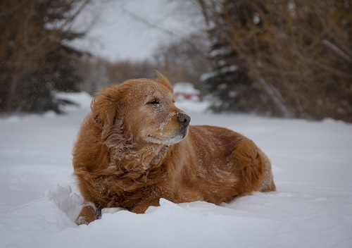 Golden resting in snow