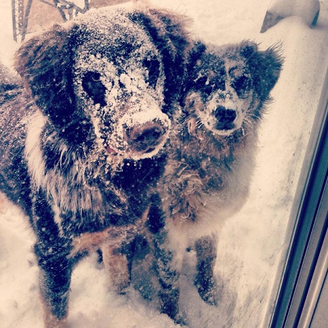Dogs loving the snow