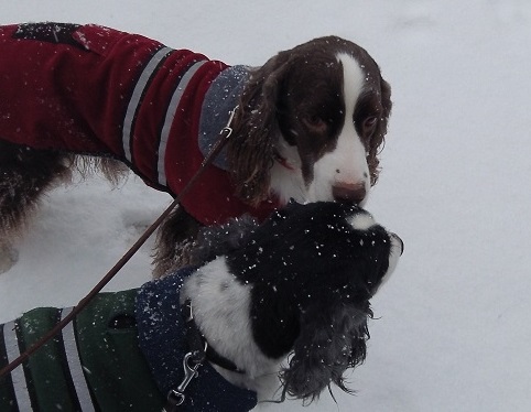 Springers in the snow