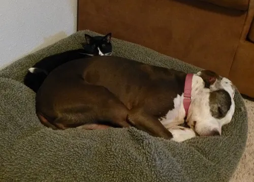 Black cat cuddling with brown and white senior pitbull