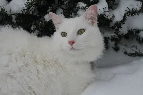 Cat in snow