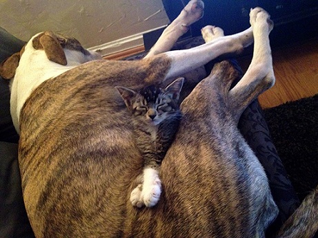 Brindle pitbull named Kaya and kitten cuddling