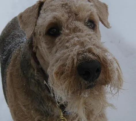 Bax in the snow