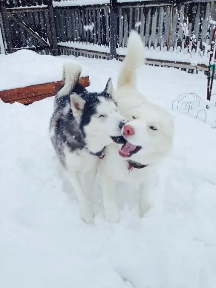 Huskies so happy in the snow