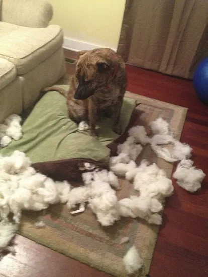 Brindle dog shredded the dog bed