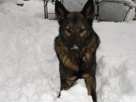 Shepherd dog in the snow